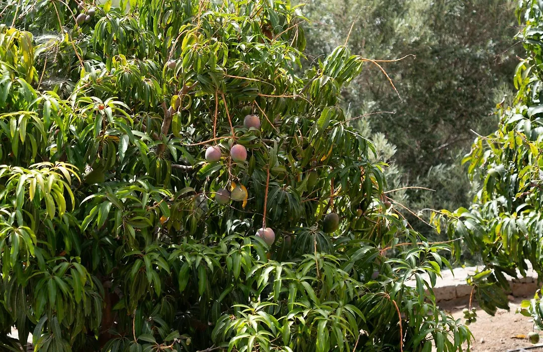 Vivelorural El Olivo de Ayagaures-1